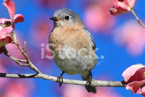 Eastern Bluebird Stock Photo | Royalty-Free | FreeImages