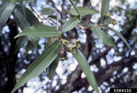 Malabar Plum Syzygium Jambos