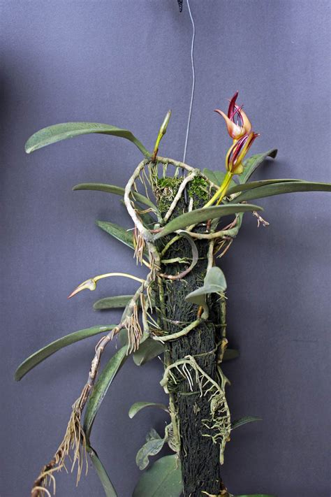 Bulbophyllum Cheiri Orchidaceae Image At Phytoimages Siu Edu