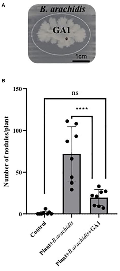 A Antagonistic Effect Of Bacillus Velezensis Ga Growing Colony At