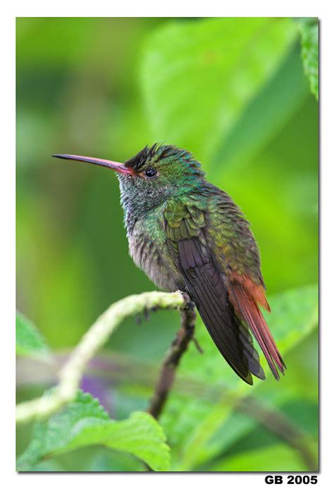 RUFOUS-TAILED HUMMINGBIRD