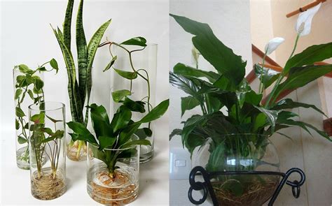 7 Beautiful indoor plants to grow in water - Plants & Gardens