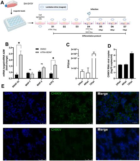 Frontiers Chikungunya Virus Infection Induces Ultrastructural Changes