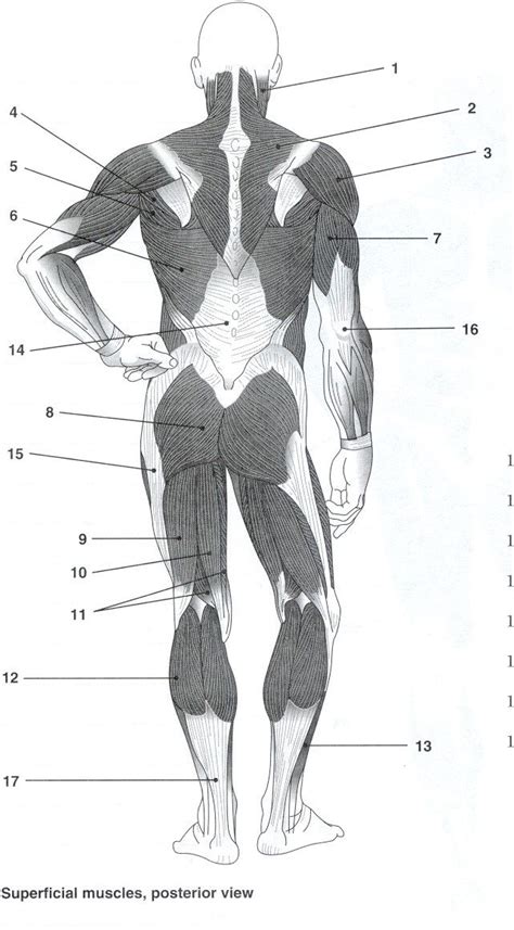 Label The Muscles Quiz