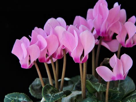 Cyclamen Planter Et Cultiver Ooreka