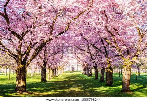 Sakura Cherry Blossoming Alley Wonderful Scenic Stock Photo