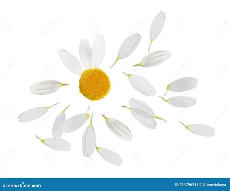 Chamomile Flower With Flying Petals On Background Stock Image Image