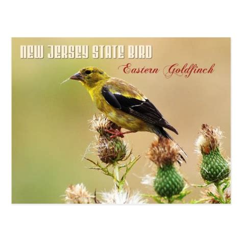 New Jersey State Bird - Eastern Goldfinch Postcard | Zazzle