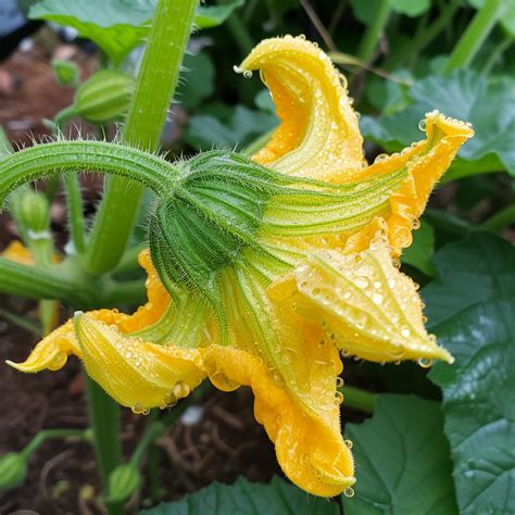 Why Are The Flowers On My Zucchini Plants Falling Off Greenthumbsguide