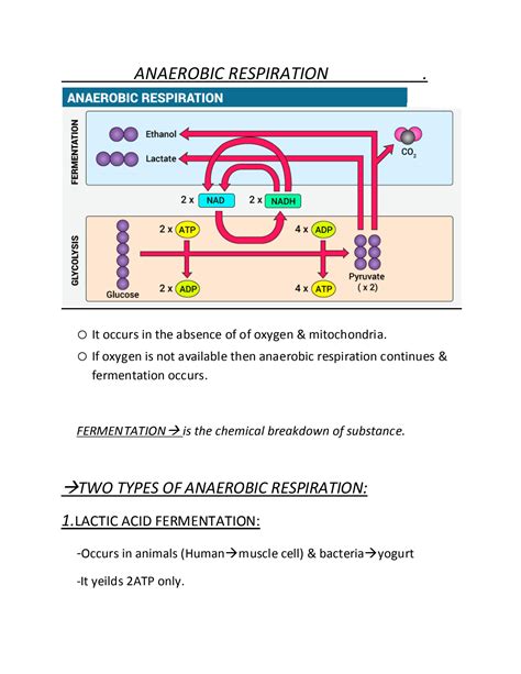 SOLUTION: Fermentation in anaerobic respiration and its types - Studypool