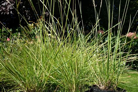 Sesleria Autumnalis Sesleria Jesienna L Trawy Nowo Ci Bestsellery