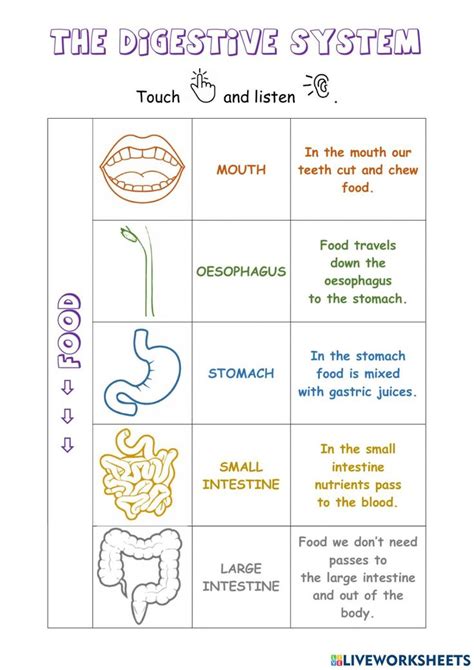 The digestive system. worksheet | Digestive system worksheet, Digestive ...