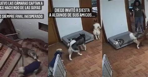 Tiktok Viral Perrito Aprovecha Descuido De Su Due O Y Lleva A Sus