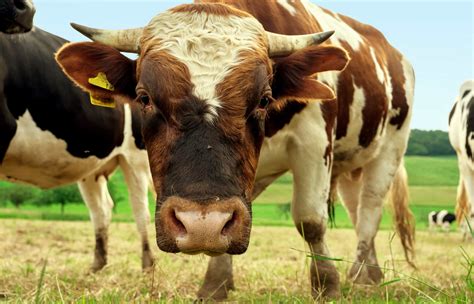 Imagem Gratuita Vaca Capim Gado Terras Gado Fazenda Agricultura