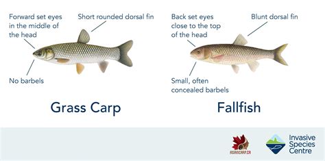 The Threat Of Grass Carp An Invasive Species Ashley Rae