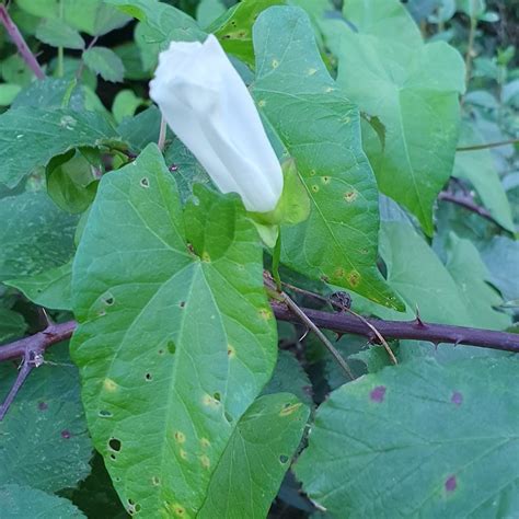 Hedge Bindweed Convolvulus Sepium Observation Org