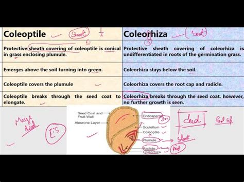 Diferencia entre Coleoptile y Coleorhiza »Wiki Ùtil Compare la ...