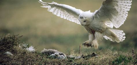 Alaskas Absent Snowy Owls Hakai Magazine