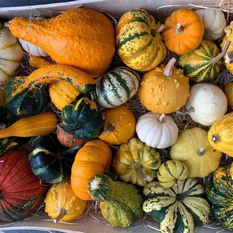 Mixed Large Gourds