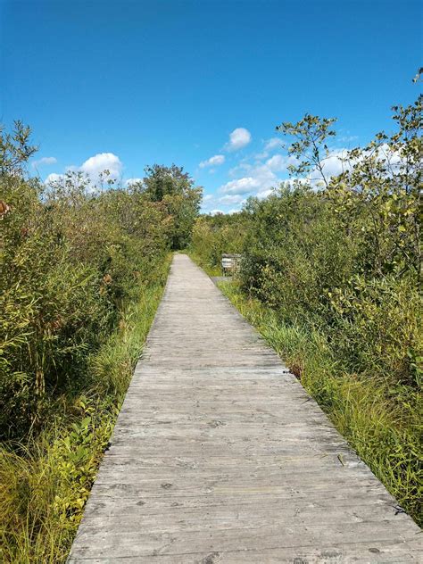 Bog Meadow Brook Nature Trail New York Alltrails