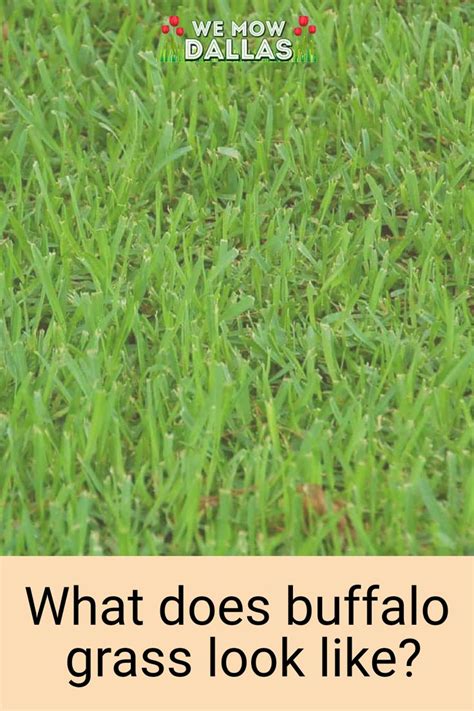 What Does Buffalo Grass Look Like Spring Lawn Care Grass Buffalo