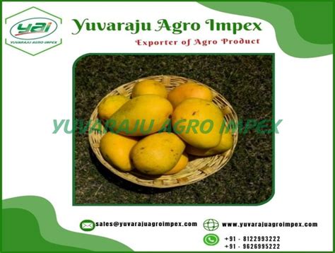 Rich Flavourful Banganapalli Mangoes Exporters Manufactures Traders