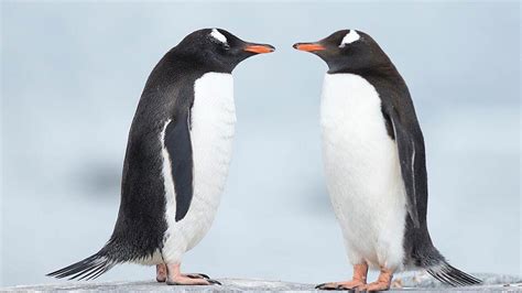 Curiosities Five Curiosities That You Did Not Know About Penguins