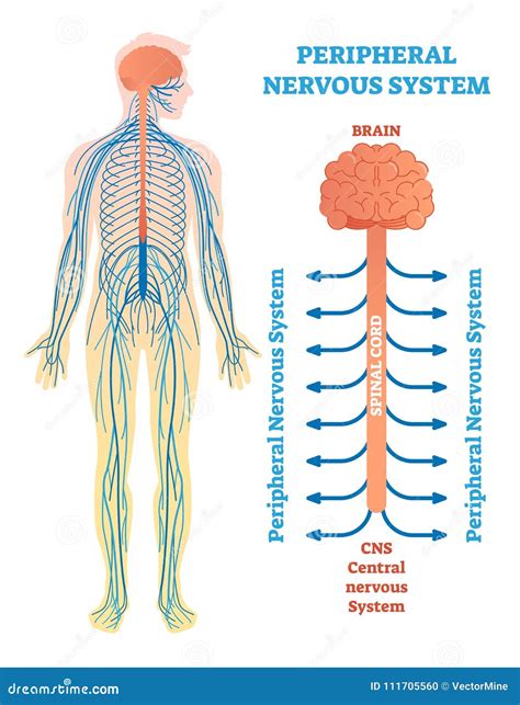 Sistema Nervoso Periferico Diagramma Medico Dellillustrazione Di