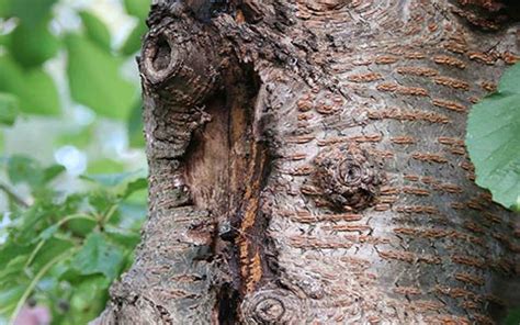 How To Get Rid Of Tree Fungi