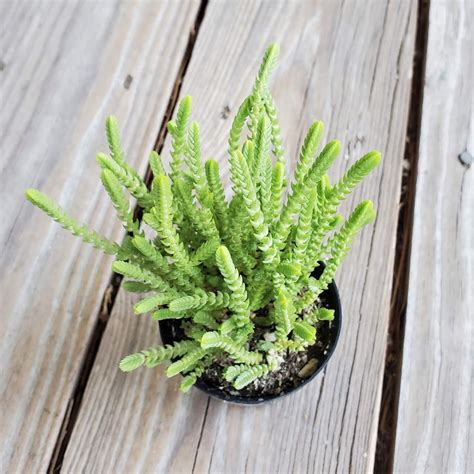 Watch Chain Succulent Crassula Muscosa Live Succulents 2 Inch