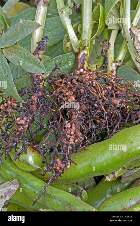 Les nodules de production d azote sur les racines de fève Photo Stock