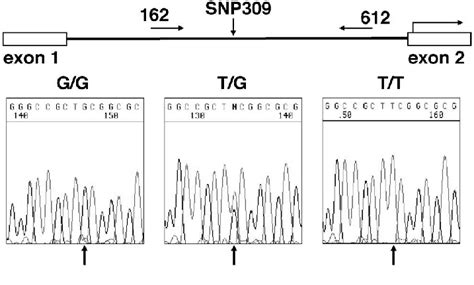 Sequencing Analysis Of Single Nucleotide Polymorphism Snp 309 Upper Download Scientific