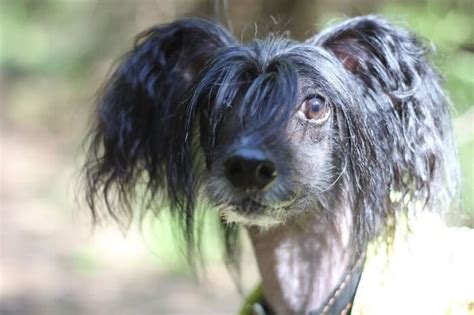 Cão de Crista Chinês Preço características e curiosidades