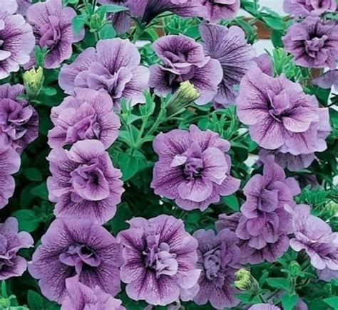 Petunia Trailing Tumbelina Priscilla Basket Garden Plug Plants Pack