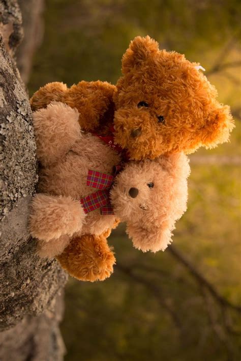 Two Teddy Bears Hugging Each Other On A Tree