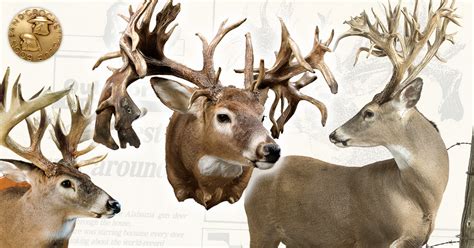 The Stories Behind The Biggest Whitetail Deer—ever Boone And Crockett Club