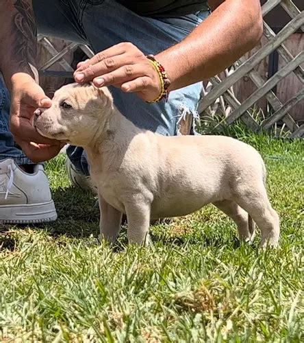 Cachorros Bully Merle Exóticos en venta en Puebla Puebla por sólo