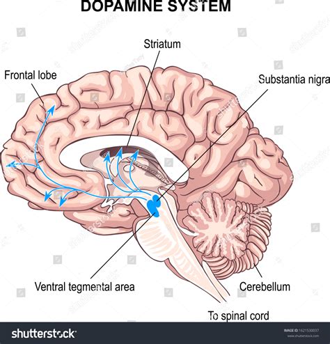 Dopamine System Anatomy Central Nervous System Stock Illustration ...