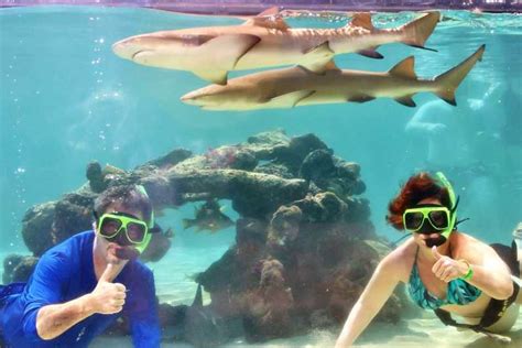 Saint Thomas Rencontre Avec Les Requins Au Coral World Ocean Park