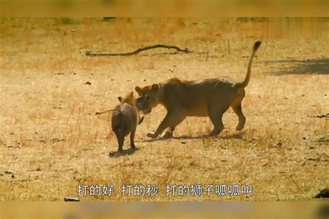 胆大包天的疣猪，看见狮子就顶着猪头撞过去，这货高低怕是喝了！