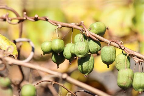 Arbres fruitiers près Thaon les Vosges Pépinière Mairôvosgiens