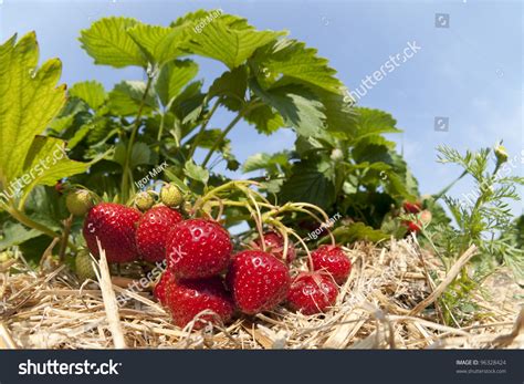 Strawberry Plantation Stock Photo 96328424 - Shutterstock