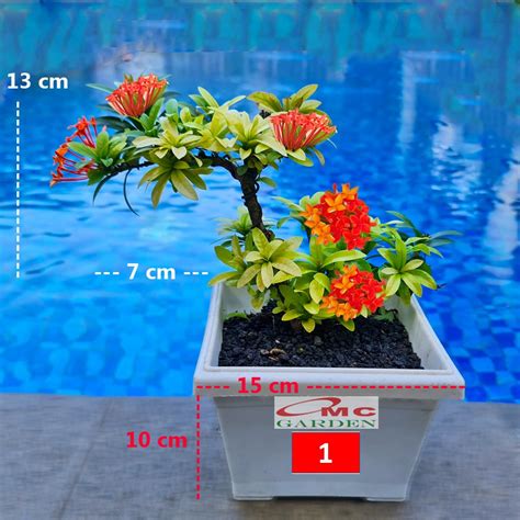 Jual Tanaman Hias Bonsai Bonsae Mame Soka Mini Asoka Jepang Ixora