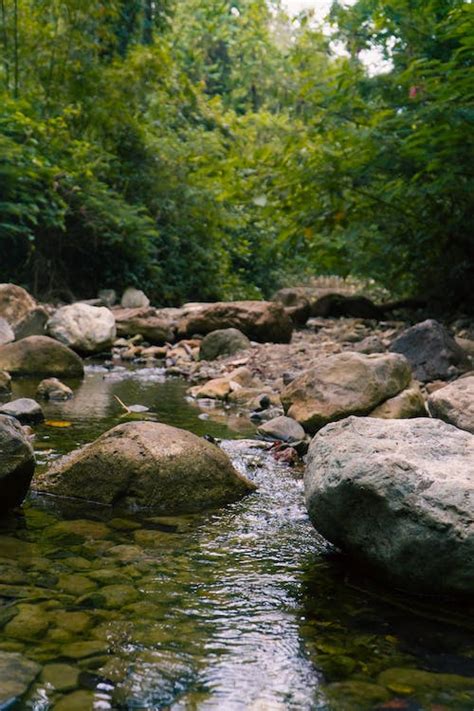 Rocks on Stream in Forest · Free Stock Photo