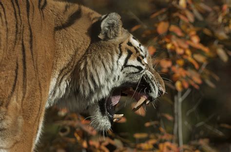 Siberian Tiger Eating Bear