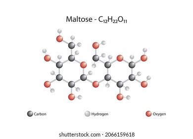 Molecular Formula Maltose Maltose Disaccharide Stock Vector (Royalty ...