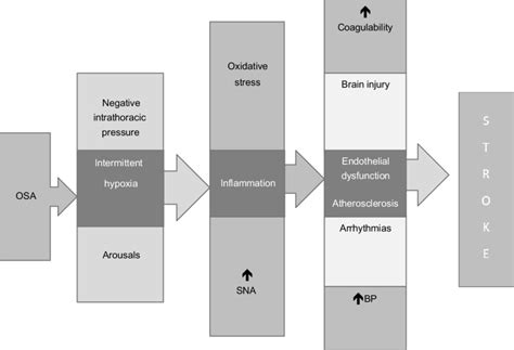 Pathophysiology Of Osa Abbreviations Osa Obstructive Sleep Apnea