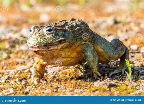 Giant African Bullfrog Pyxicephalus Adspersus Stock Photo Image Of