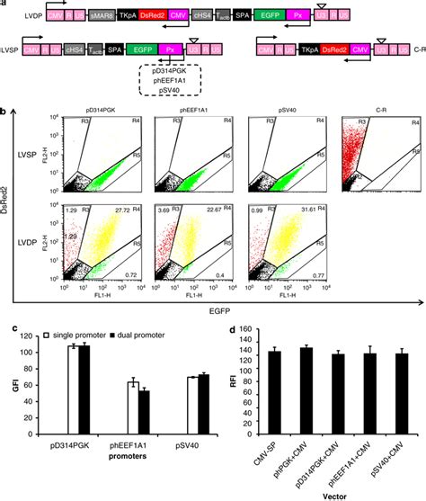 Lentiviral Dual Promoter Vector Lvdp Transduced Cells Exhibit