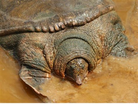 Yangtze giant softshell turtle: habitat, characteristics and conservation